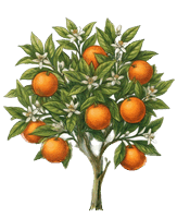 Terraweb 
